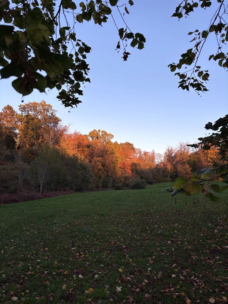 A green field ringed by colourful autumn trees at sunset 