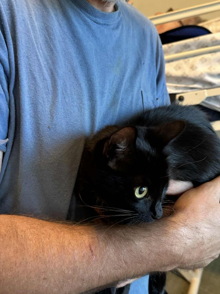 Black short-hair cat being held.