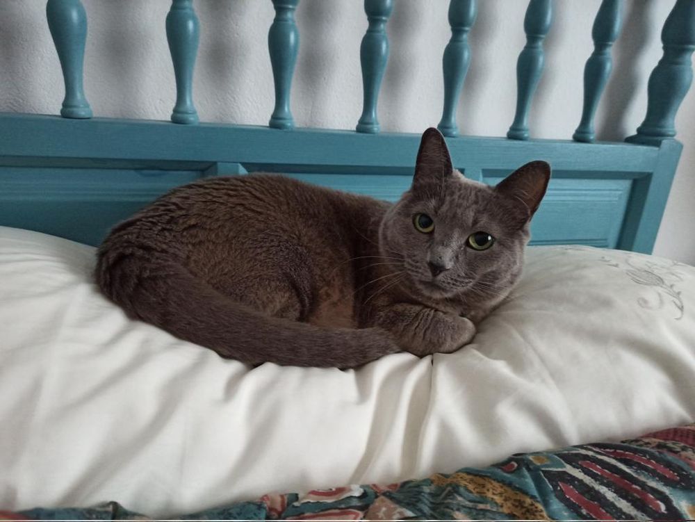 Katiuska acurrucada sobre la almohada. La funda de la almohada es blanca con bordados, la colcha estampada de colores y detrás tiene un cabecero de madera pintada de azul. 