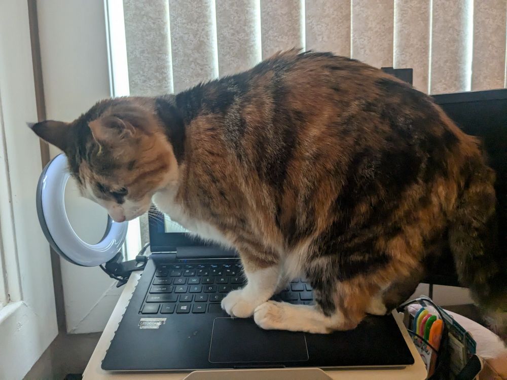 Cat on laptop