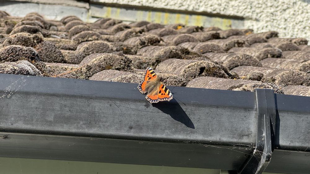 Photo, landscape, exterior: A butterfly on the gutter of a tiled roof. It has mostly orange wings, with black and white patterns. It is a Small Tortoiseshell.