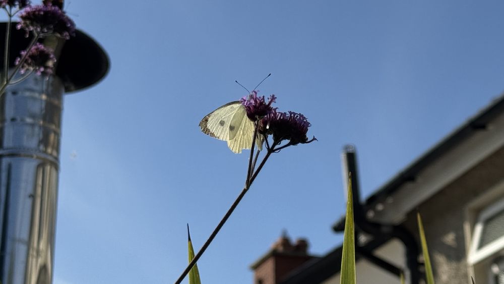 Photo, landscape, exterior: A butterfly on a flower. There is a metal boiler exhaust in the background, and clear blue sky. The butterfly has white, slightly translucent wings with some patterns. It is a Large White. The flower head purple, and is a Verbena.