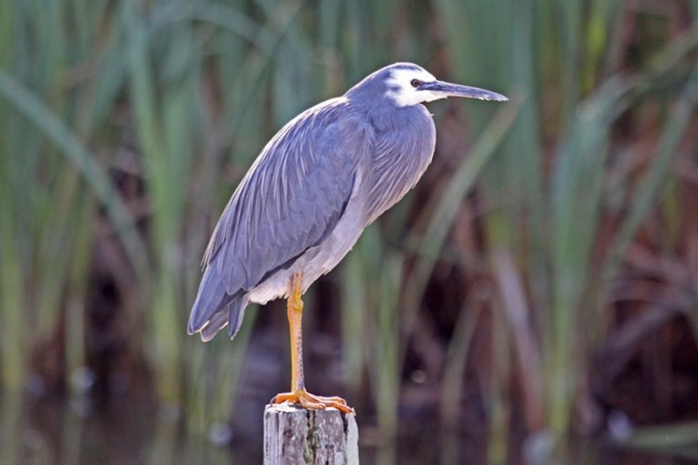 White-faced heron | Matuku moana | New Zealand Birds Online