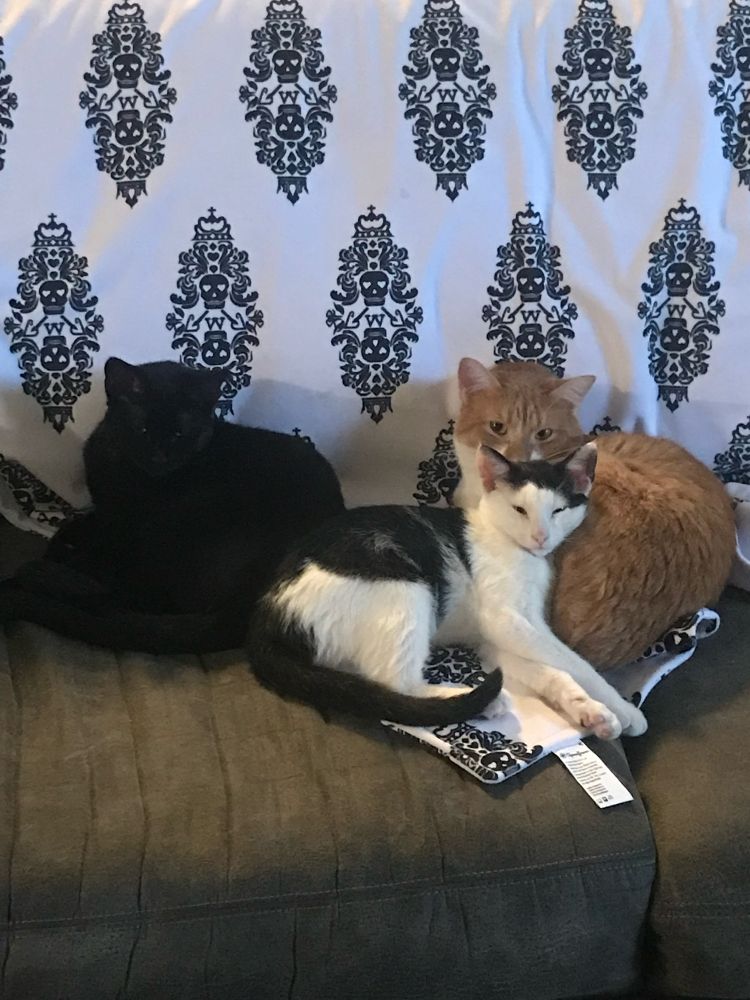 Mogu’s cats Chell, Oliver, and Llanfairpwllgwyngyllgogerychwyrndrobwllllantysiliogogogoch as kittens all snuggled up together 