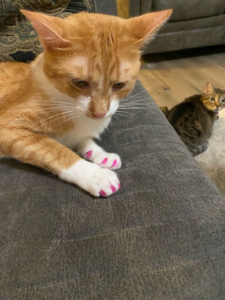 Mogu’s cat Oliver with neon pink claw caps on and Mogu’s grey and brown cat Bella staring at him from the background 