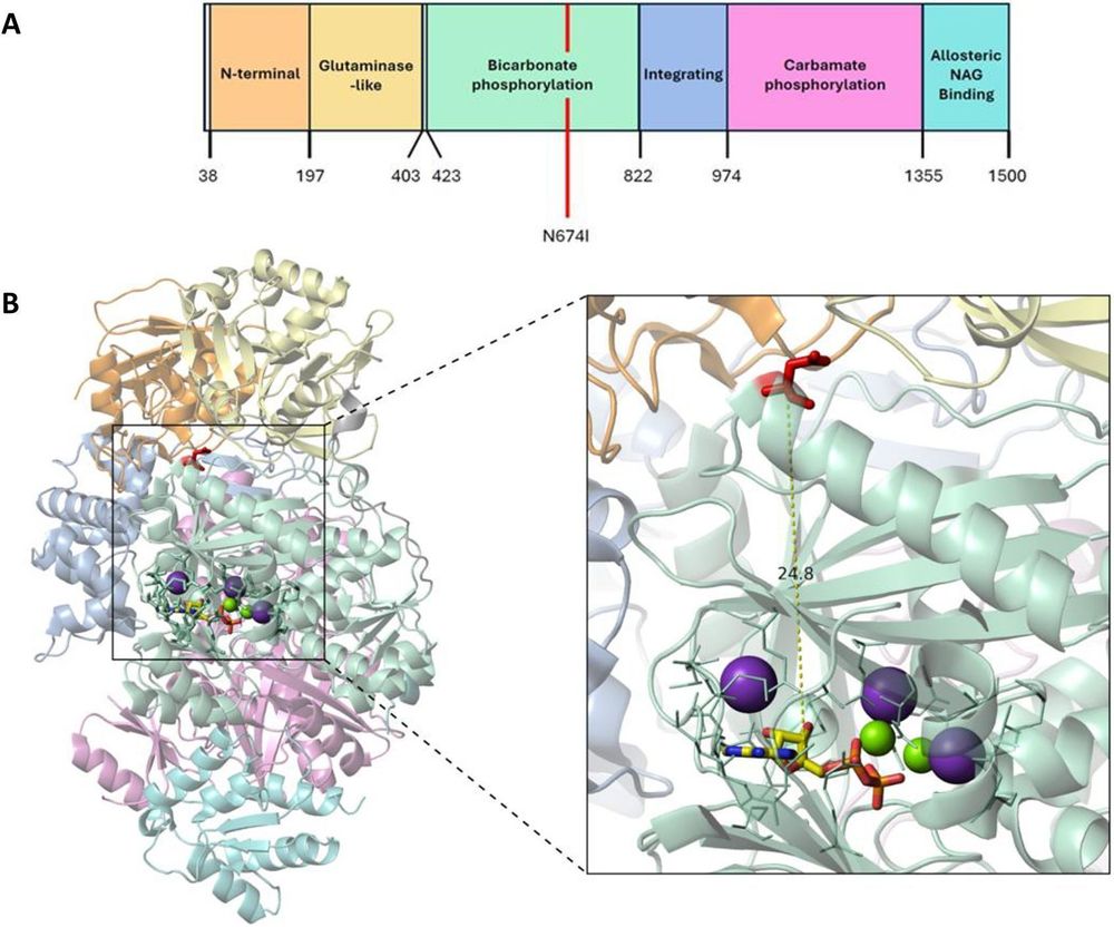 The Asn674Ile CPS1 variant is in the bicarbonate phosphorylation region & converts a polar uncharged amino acid to one that is nonpolar and hydrophobic. (A) The domain composition is noted and the amino acid location is identified by the numerals. The mutation is in the C-terminal moiety with bicarbonate phosphorylation, the first 2 steps in the production of carbamoyl phosphate by phosphorylation of bicarbonate by ATP to produce carboxyphosphate followed by attack by NH3 to yield carbamate. (B) Cartoon representation and enlargement (inset) of the ligand-bound human CPS1 protein transparency set to 50%.  Asn674 is highlighted in red sticks. ADP in the bicarbonate phosphorylation domain is shown in red, orange, yellow and blue sticks. K+ and Mg2+ ions are shown in purple and green spheres, respectively. Catalytic residues around ADP are shown in light green lines. The yellow dashed line indicates the distance between the center of the Asn674 residue and the center of ADP in angstroms.