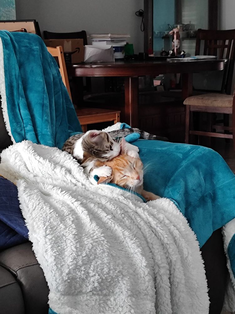 A large orange cat is wrapped in a teal Sherpa blanket. His eyes are closed, because there is a kitten wrapped around his head, chewing on his ears. 

The kitten has a paw on either side of the orange cat's head