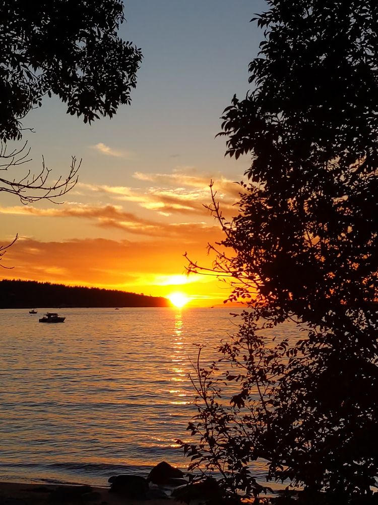 A sun sets bright orange over a calm sea. The image is framed by the dark outline of trees 