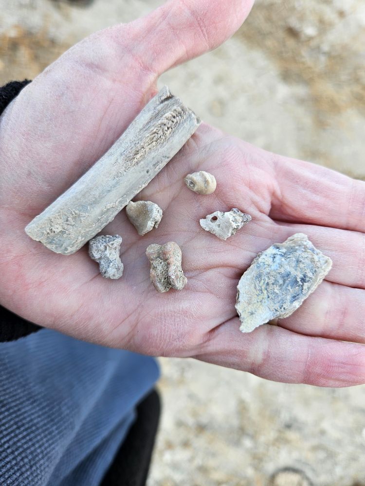 Several very scrappy bits of fossil bone in my hand. Some are identifiable as mammal ankle elements, but others are too fragmentary to ID.