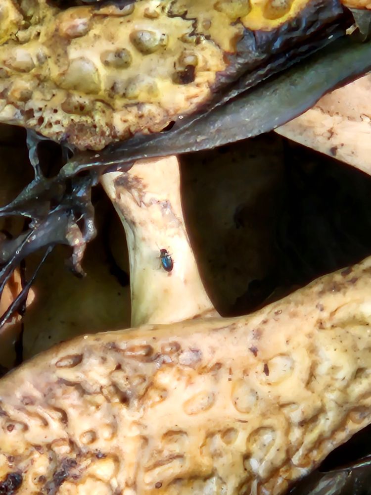Close up of a small clerid beetle on the postorbital of a large alligator skull