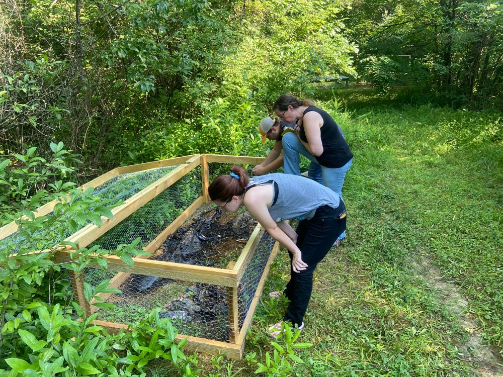 3 people bending over a wood framed, chicken wire box cobraining decomposing crocodylian remains. All are situated in a clearing in a wooded area.