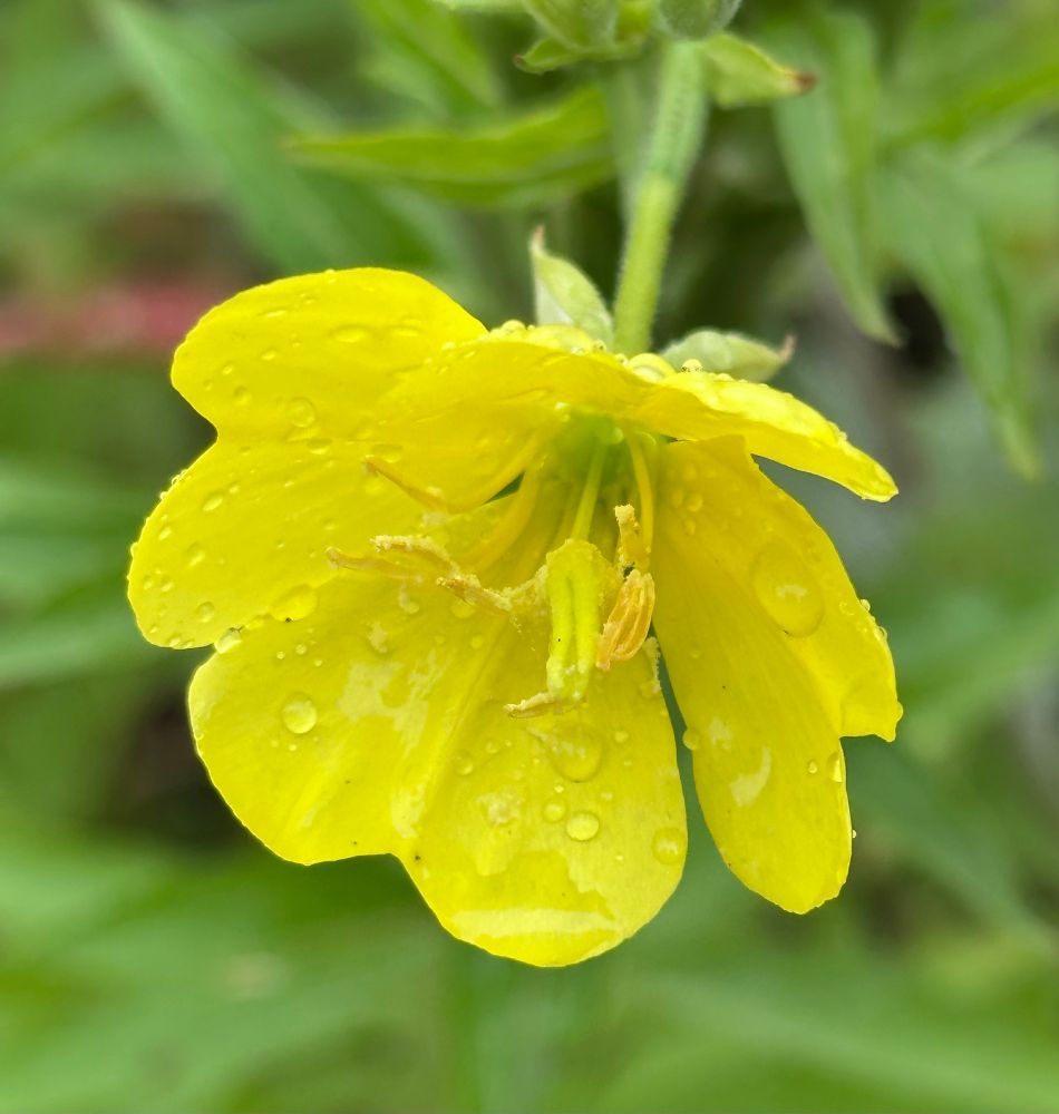 A bright yellow Evening Primrose flower against an out of focus green background. There are raindrops on the petals. 