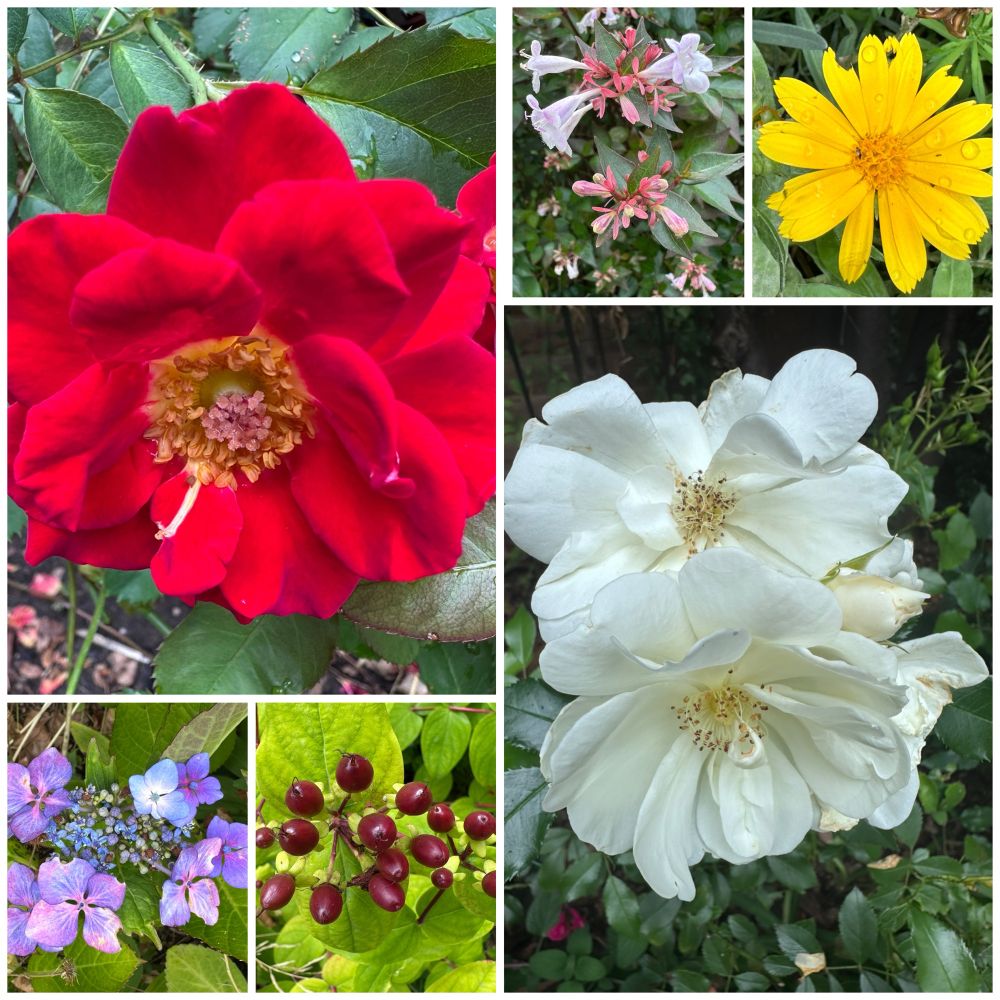A collage of six photos from my tiny garden. The two large ones are a bright red and a pure white rose. The small photos are the tiny pink flowers of Abelia , a bright orange Calendula, a purple Hydrangea and brown Hypericum berries. 