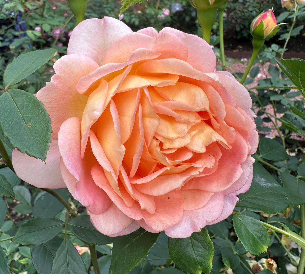 A beautiful David Austin rose with petals of apricot orange. 