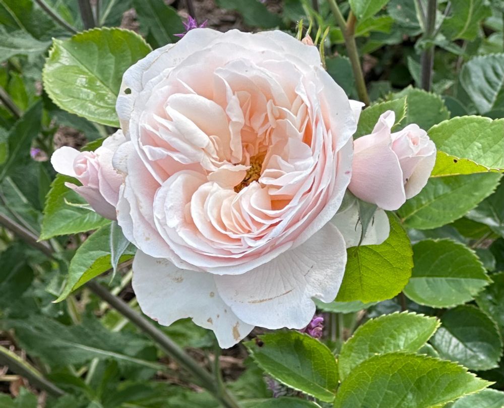 
The Dame Deborah James Rose is a white, floribunda rose named in honor of the late cancer campaigner, Dame Deborah James. It was introduced by The Harkness Rose Company. The rose features a subtle blush pink center and is known for its glossy, dark green foliage.