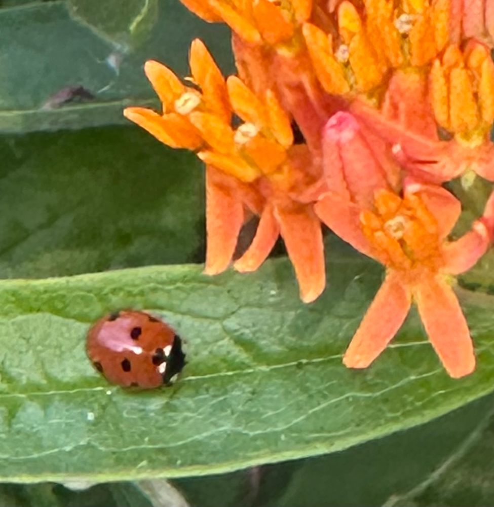 A tiny ladybird on a green leaf near the bright orange flowers of Asclepias. 