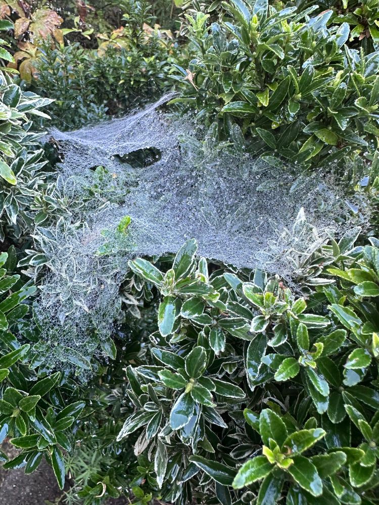 A Euonymus shrub covered by a spider’s web.  It shows up because it is covered with dew.
