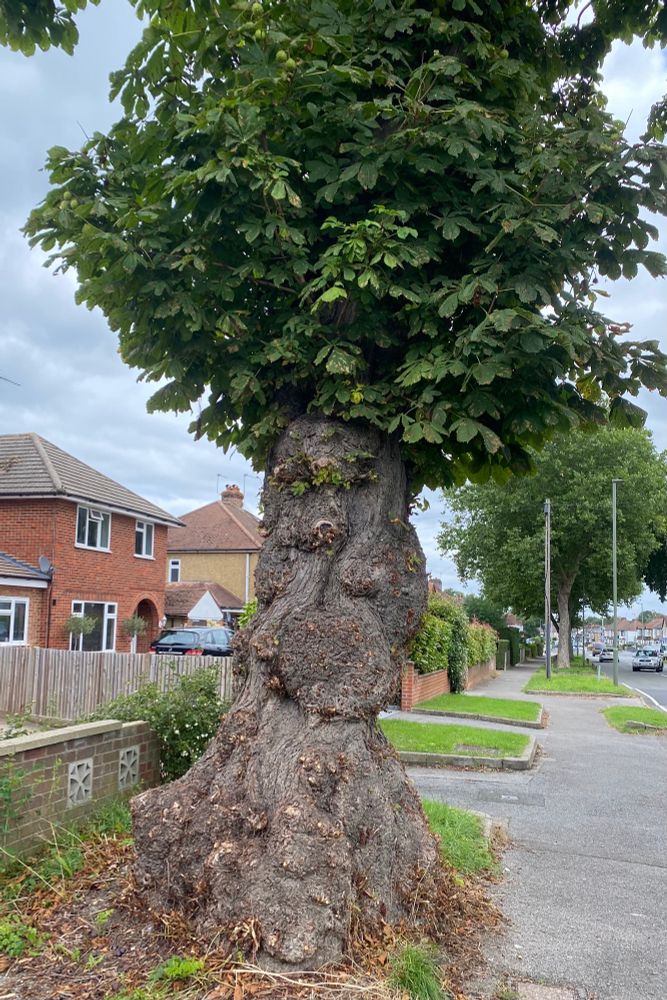 A street tree growing on a pavement in a residential neighbourhood. It has a gnarled trunk with lots of bumps 