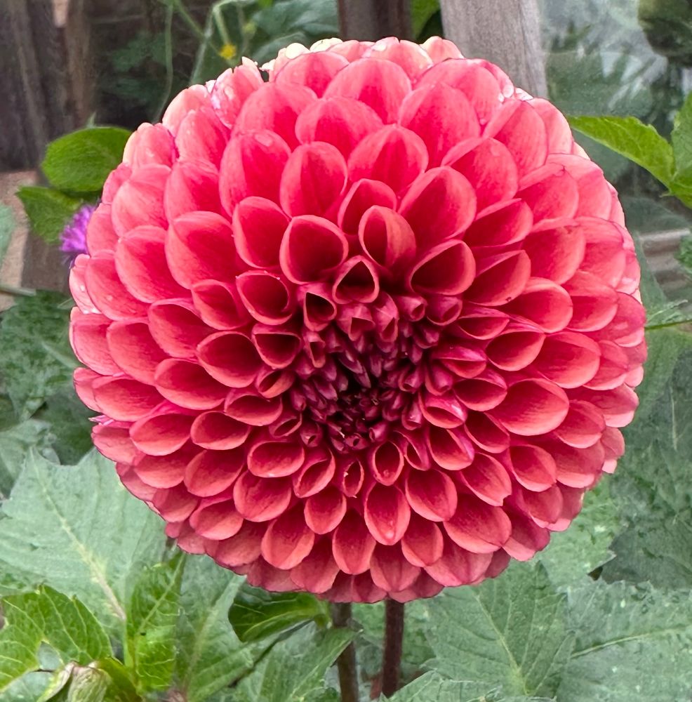 A beautiful Dahlia with dusky pink petals, darker in the centre.  Each petal is spoon shaped but close together the whole flower is like a neat, round ball. 