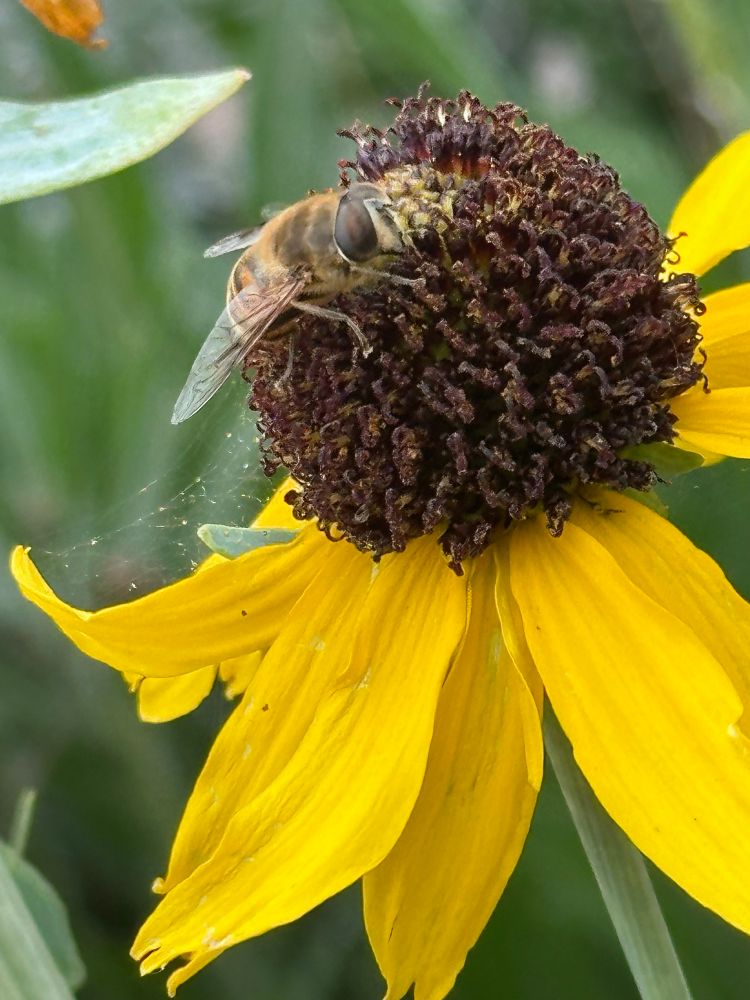 A Rudbeckia or Cone flower with bright yellow petals and a brown raised centre or cone. On top of the cone is a bee collecting pollen. 