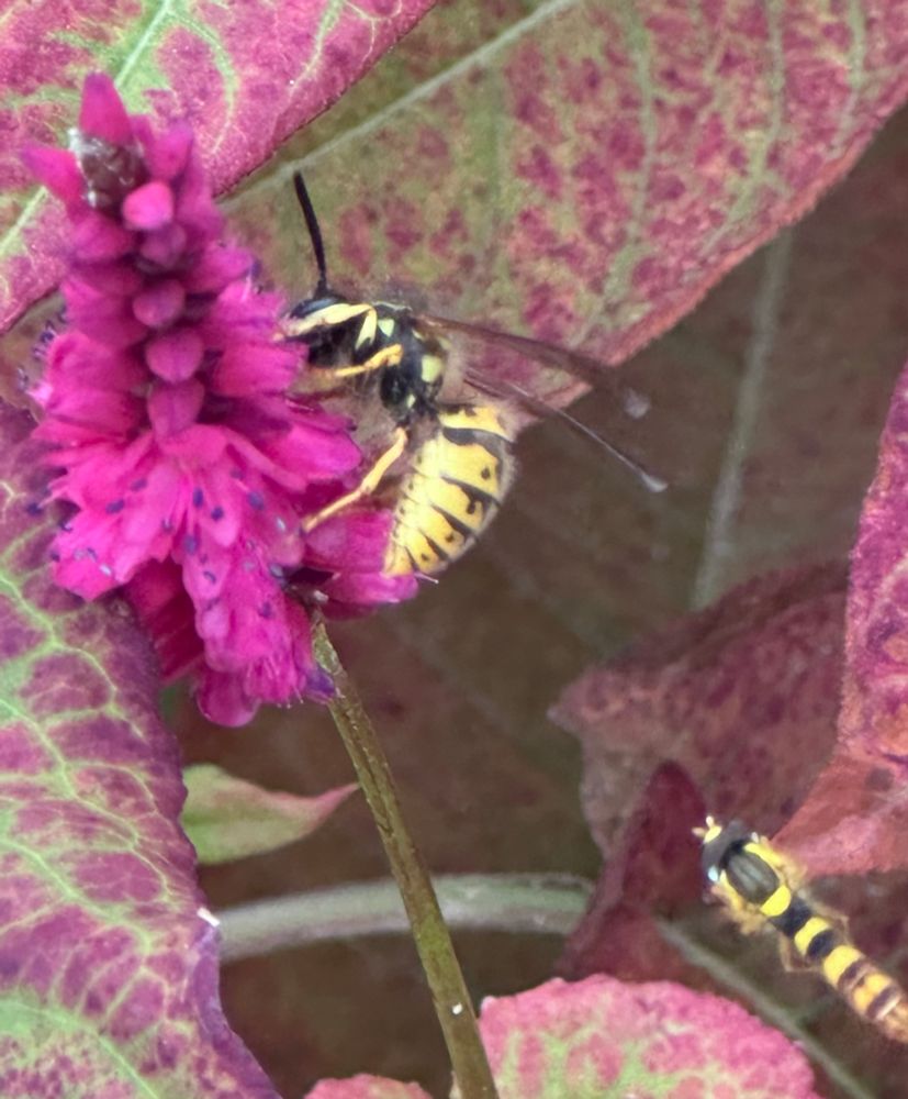 Two black and yellow wasps on Persicaria flowers. The leaves in the background are mottled maroon and green. 