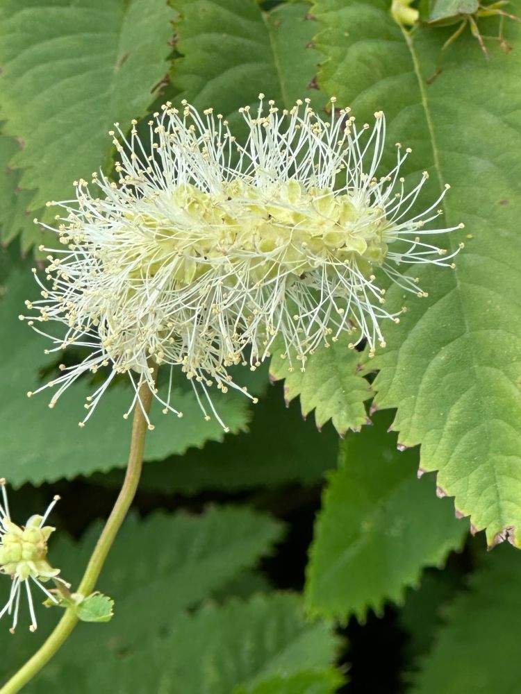 White and fluffy, an unusual shaped flower against green leaves with serrated edges. 