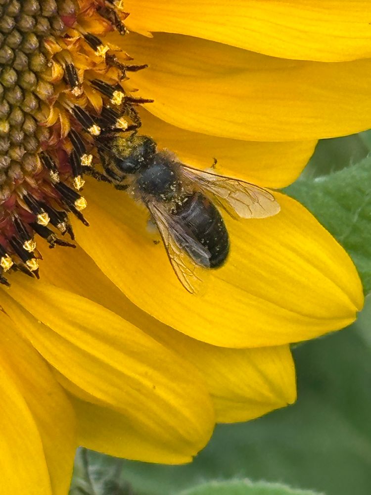Part of a Sunflower with a bee collecting pollen. 