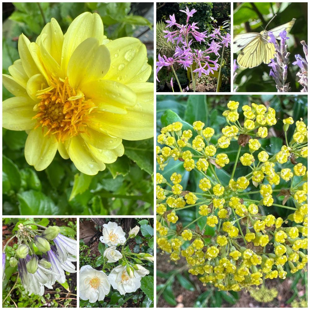 A collage of six photos from my tiny garden. The large pictures are a yellow Dahlia and the tiny yellow flowers of Bupleurum. The small pictures are mauve Tulbaghia, a butterfly on Lavender, Agapanthus and Rose ‘Flower Carpet White’ 