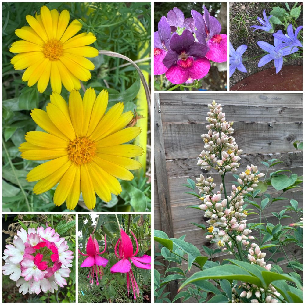 A collage of six photos from my tiny garden. The two large pictures are bright orange/yellow Calendula flowers and a spray of tiny white Nandina flowers. The small pictures are purple and red Verbena, purple Calendula, pink and white Verbena and two pink Fuchsia flowers. 