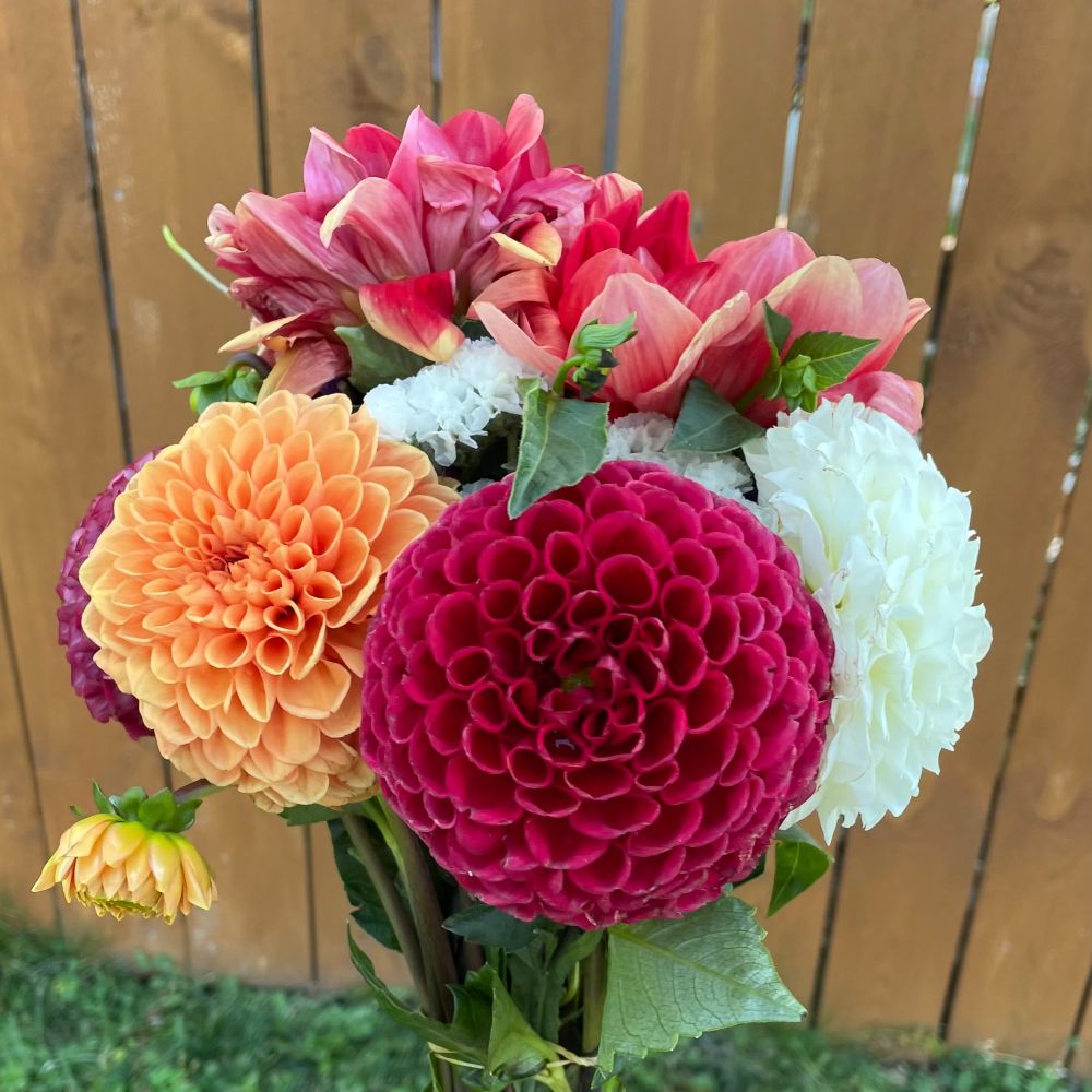 A bouquet of pompom dahlias, white and crimson and peach-colored (and a couple other large pink blooms whose names I don't know... maybe another variety of dahlias??)