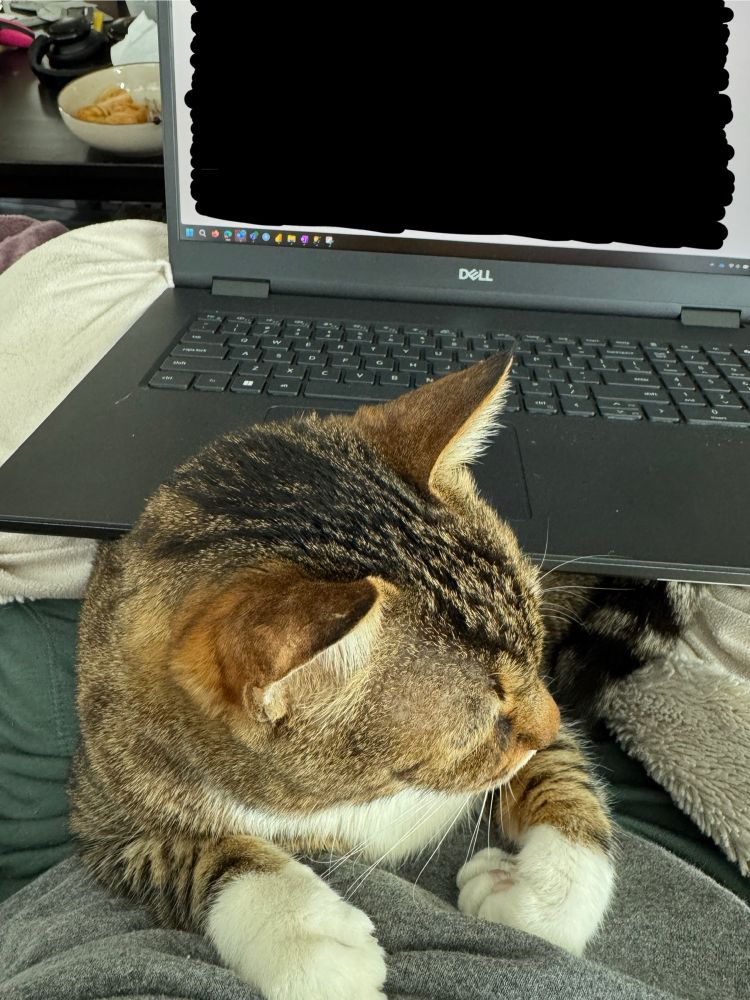 A POV picture of a person sitting cross-legged on a couch, with a blanket on their lap and a laptop on top of the blanket. A brown tabby cat has wedged itself under the laptop.