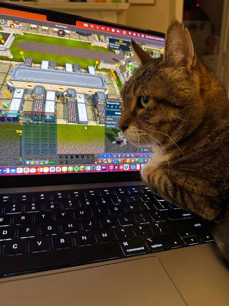 An image of a brown tabby cat resting on a laptop keyboard, covering the right few keys. RuneScape is open on the screen