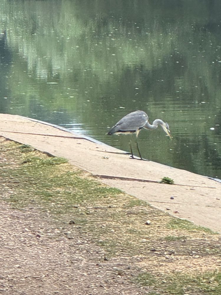 Heron on riverbank. 