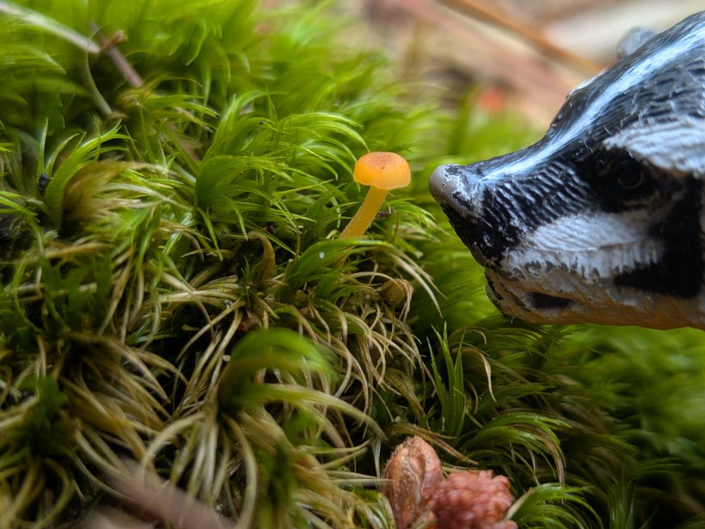 Tiny orange fungi, rickanella fibula, growing in moss. Toy badger for scale.
