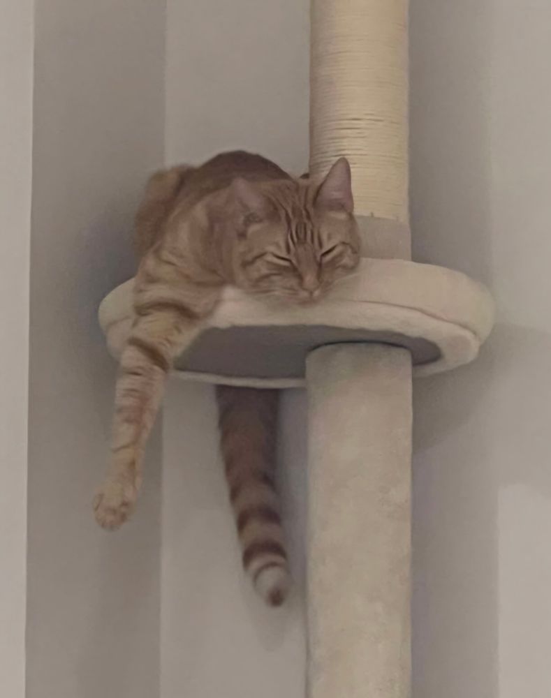 An orange tabby cat is asleep on a platform of a cat tower. His tail and front right leg are hanging off the edge.