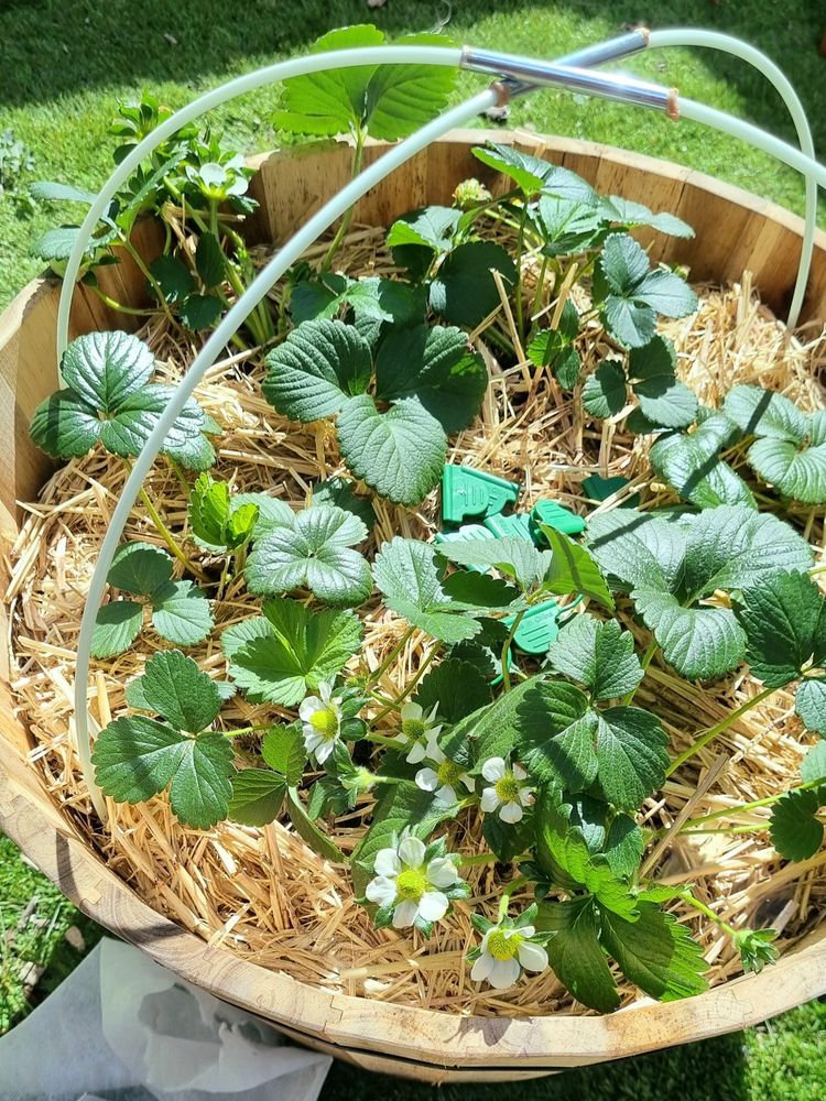 A photo of a planter pot with strawberry plants in it and about a dozen flowers coming through
