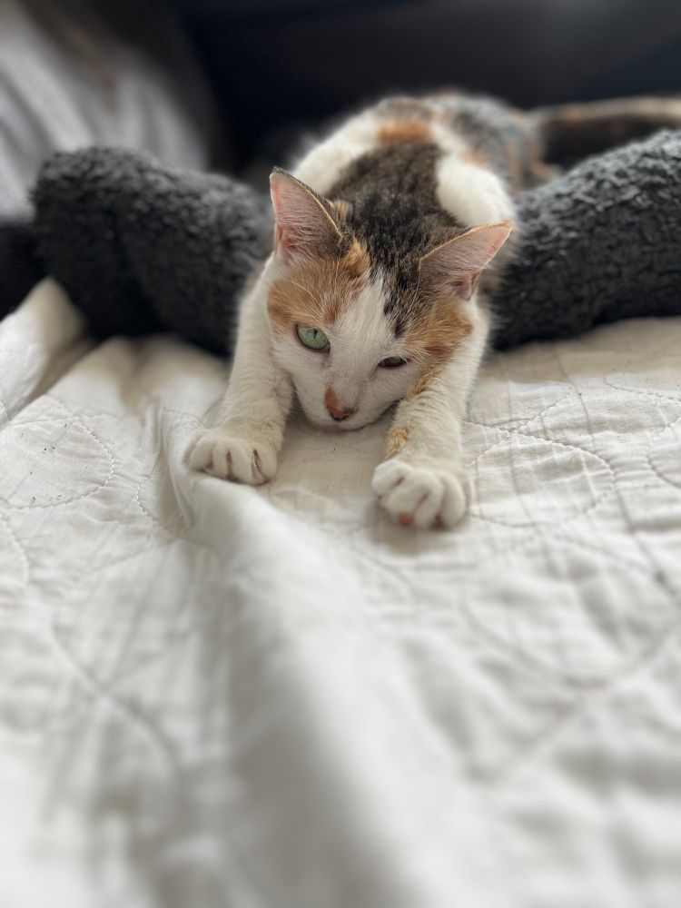 A view from near eye level of a cat draping over the end of a fuzzy grey blanket, stretching her forelegs onto the white couch cover towards the camera from the top of the photo. The bottom half of the vertical image is the white cover, slightly rumpled, gradually out of focus towards the bottom (near view). The cat looks like she was wakened from sleep, her head still resting on the couch between her outstretched forelegs, the left eye green & fully opened while the right is still mostly closed.