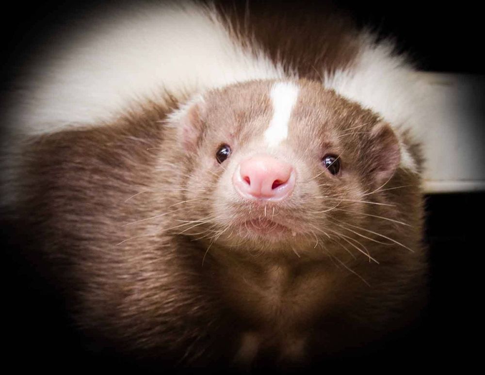 A cute skunk