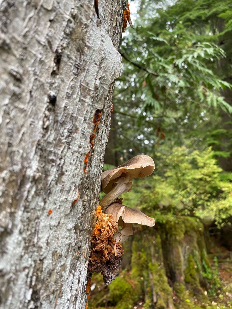 Beige and orange mushrooms growing out the side of a tree in the woods