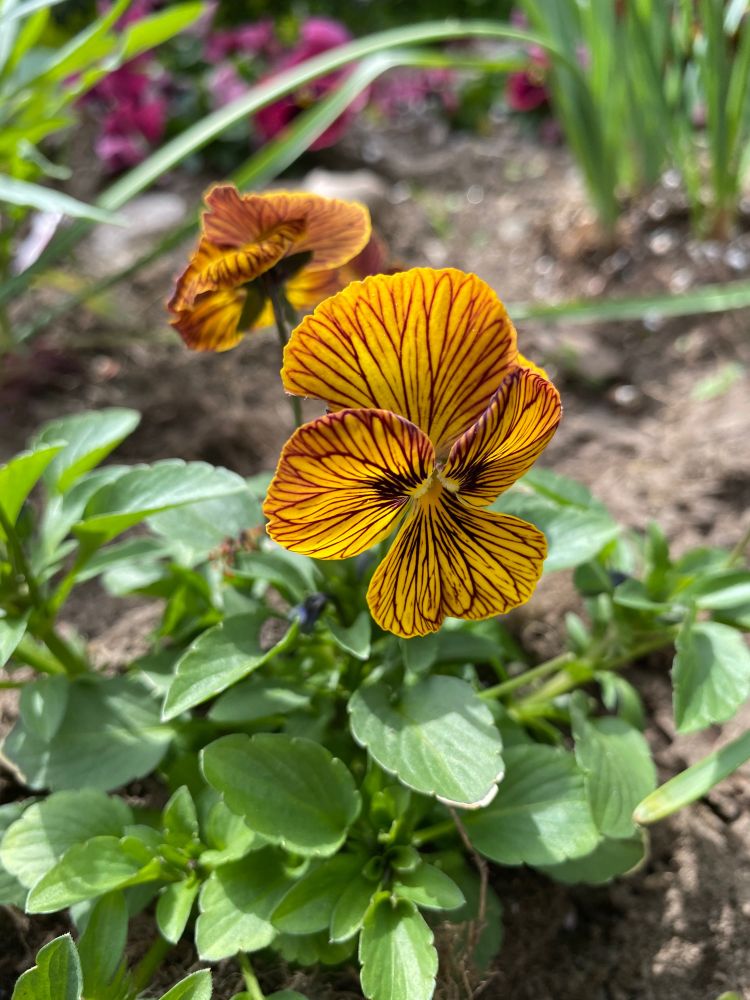 A closeup photo near the ground of a small yellow flower with red stripes, tiger’s eye pansy