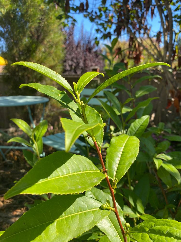 Photo of tea plant in sunlight, turquoise table and chair behind it