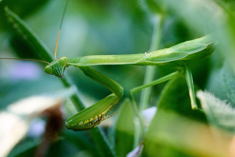 a green praying mantis