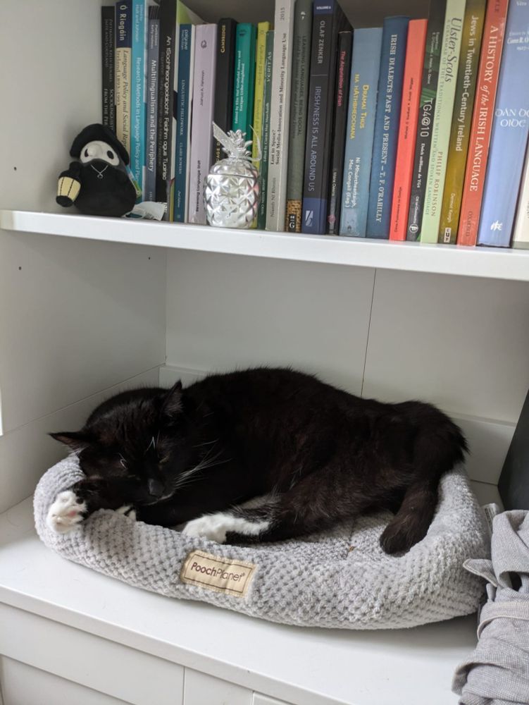 A tuxedo cat, fast asleep in a grey cat bed that is on the shelf of an IKEA unit with shelves above and a cabinet below. On the shelve above him, there is an assortment of academic books, mostly relating to Irish or Ireland, but a fair few about language policy. There is also a plushy Plague Doctor and a silver pineapple candle holder.