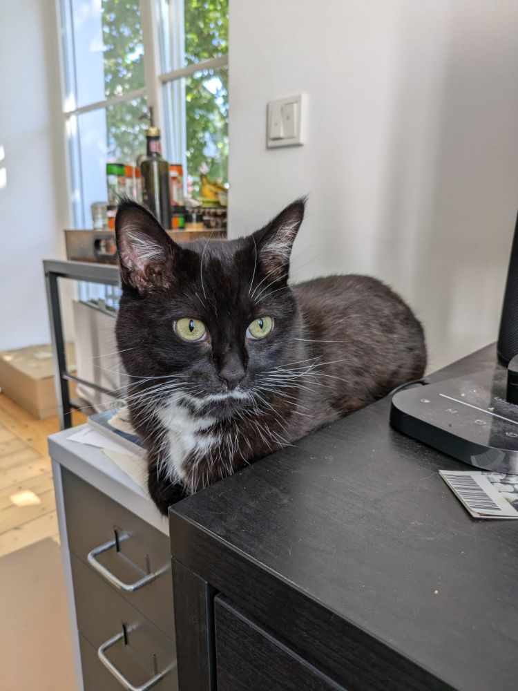 A tuxedo cat with a pencil moustache that trickles down the side of his face into a white stripe down his chest, and glorious white whiskers. He is sitting on a grey filing cabinet, staring off into the middle distance
