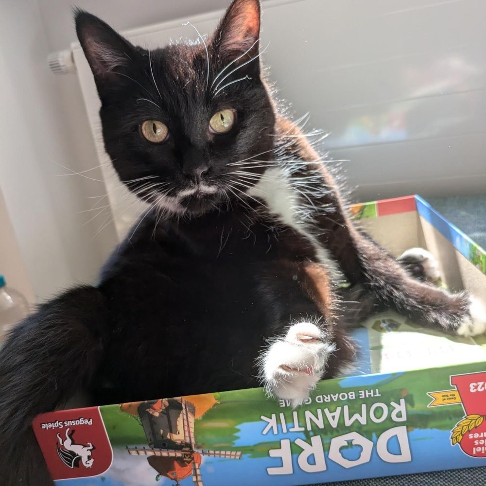 A tuxedo cat with a white pencil moustache perched regally in the upper half of the Dorf Romantik board game box