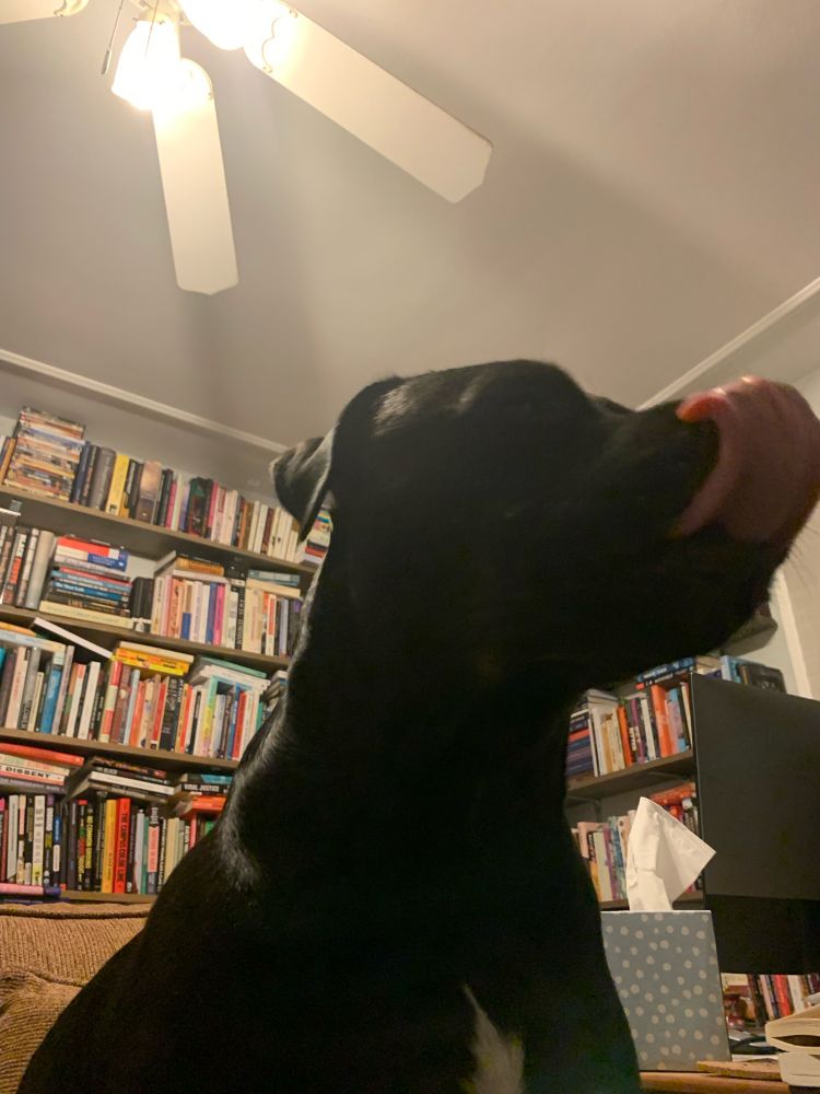 Photo of a black pitbull mix shoulders up against a background of books on shelves. The dog’s name is Buscuut and her tongue is sticking out of her mouth, licking her nose. 