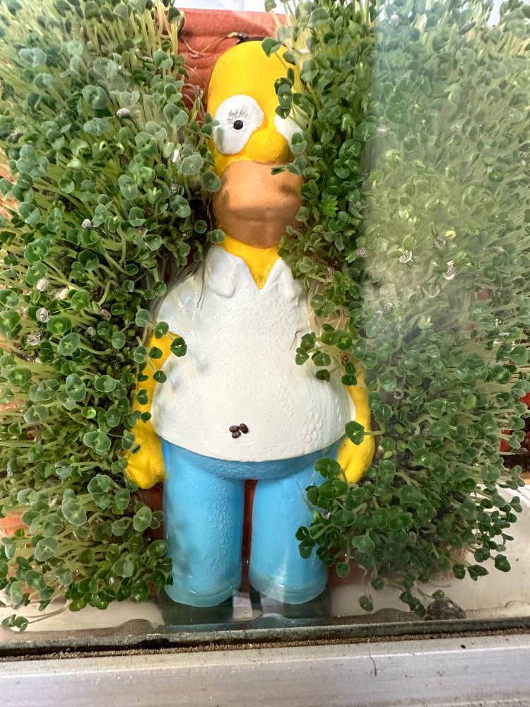 Closeup of a Chia Pet version of Homer Simpson fading into the hedges. The chia hedge around him is beginning to cover his face. 