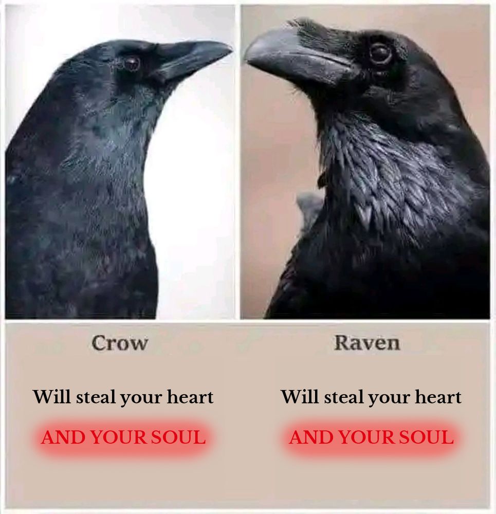 Two pictures comparing Crows and Ravens.
Left picture is a Crow, labelled "Crow"
Right picture is a Raven, labelled "Raven"
Below Crow is the text: "Will steal your heart and your soul." And your soul is red and glowing.
Below Raven is the exact same text again.