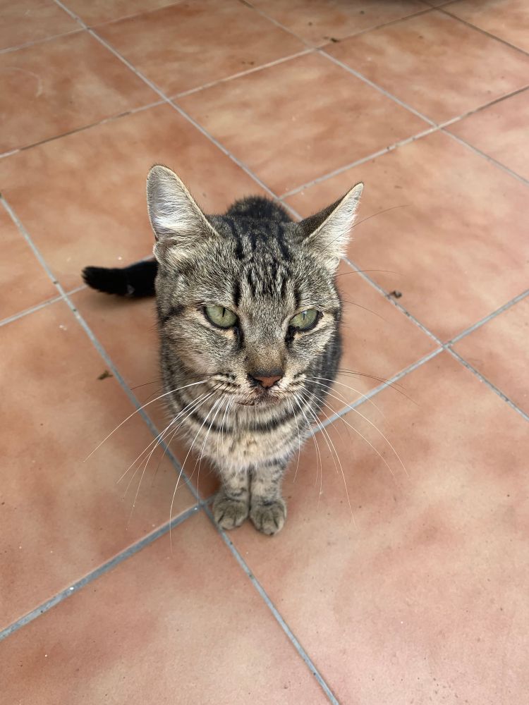 Una gata parda con muchas legañas en los ojos