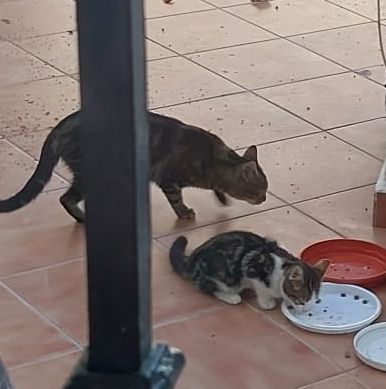 un gato pequeño comiendo en un plato y su madre andando al lado, oliendo el suelo